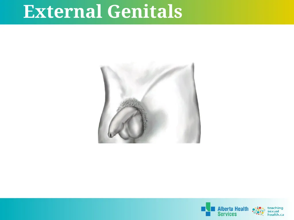 Grade 5 © 2022 Reproductive Systems External - slide 4 of 20