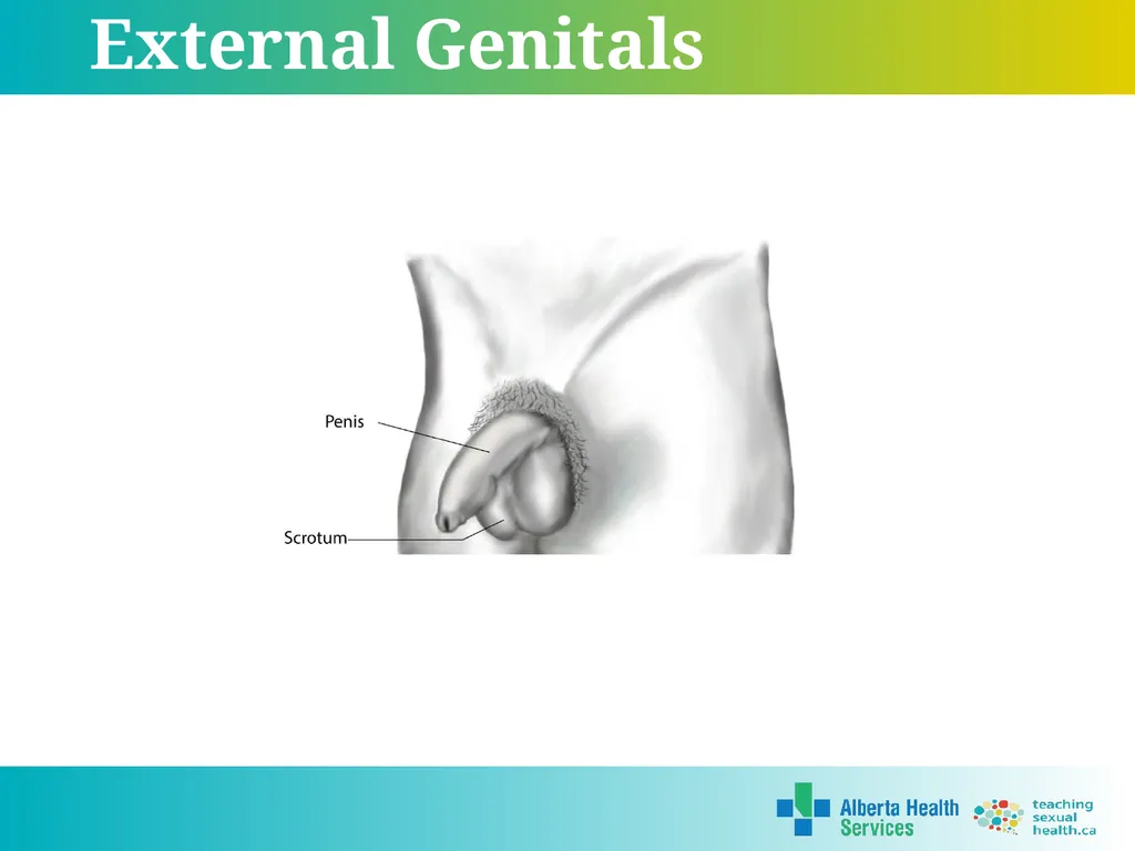 Grade 5 © 2022 Reproductive Systems External - slide 5 of 20