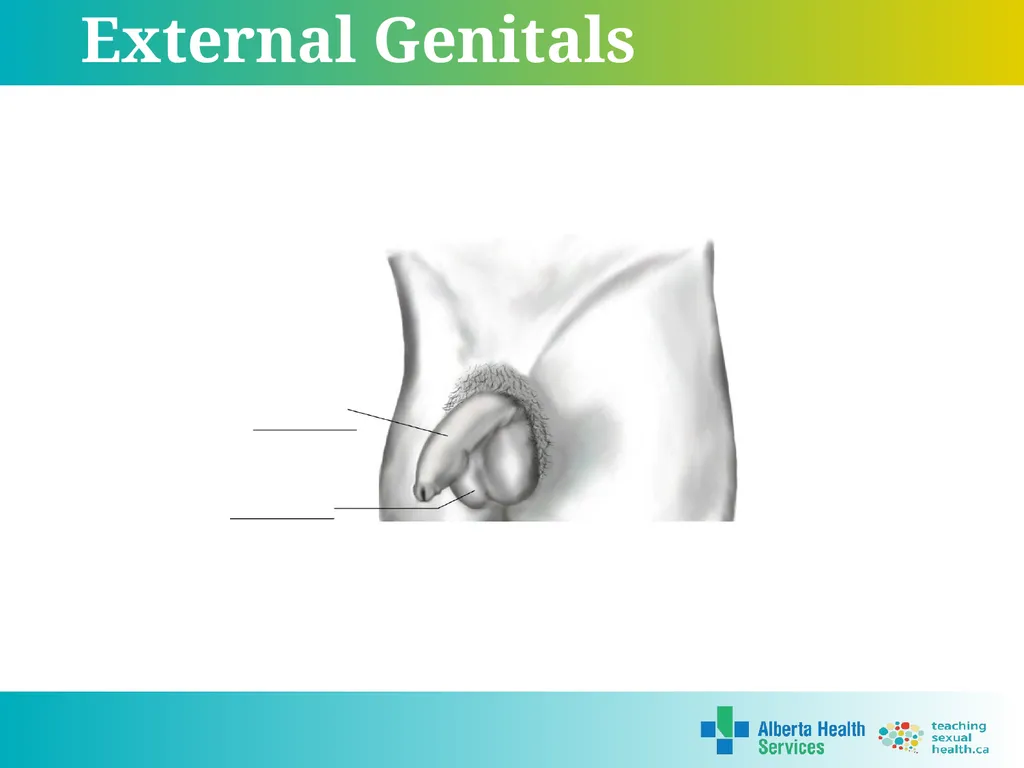 Grade 5 © 2022 Reproductive Systems External - slide 6 of 20