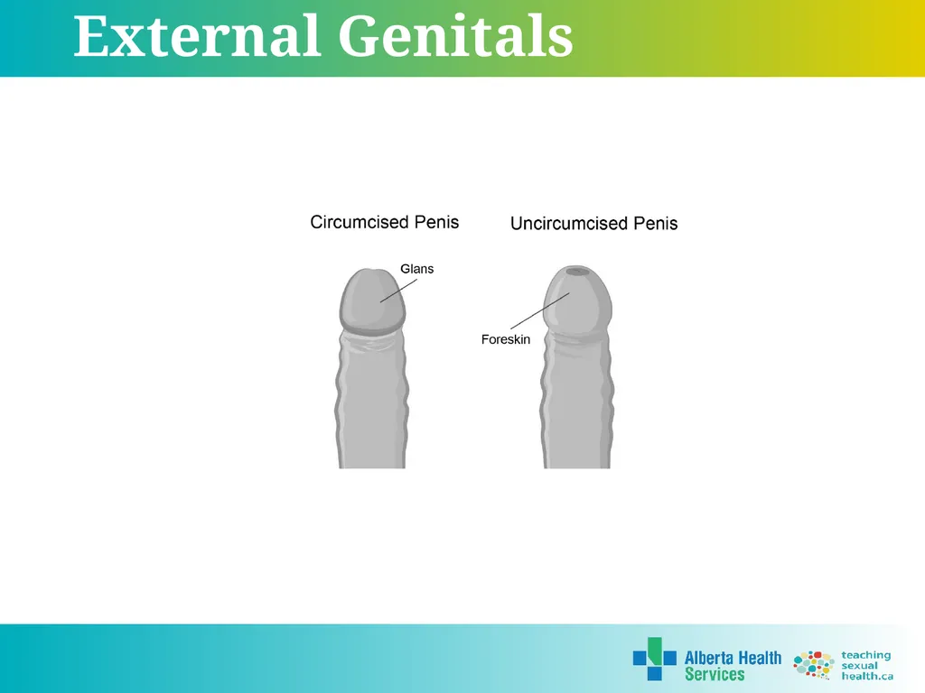 Grade 5 © 2022 Reproductive Systems External - slide 7 of 20