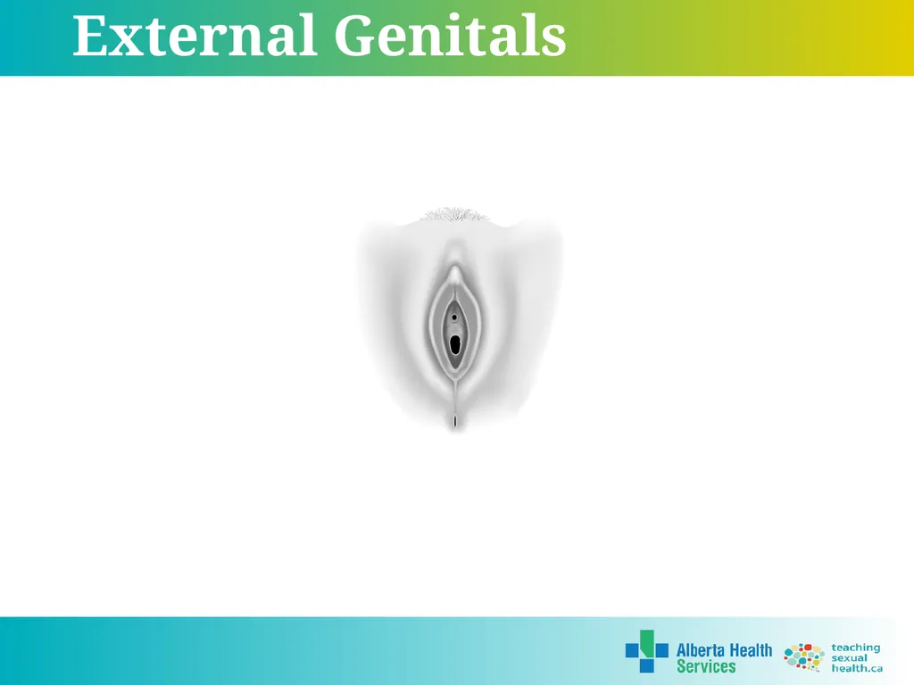 Grade 5 © 2022 Reproductive Systems External - slide 8 of 20