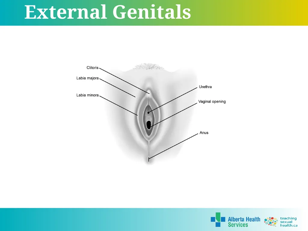 Grade 5 © 2022 Reproductive Systems External - slide 9 of 20