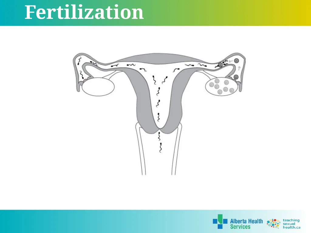Grade 5 © 2022 Reproductive Systems External - slide 19 of 20