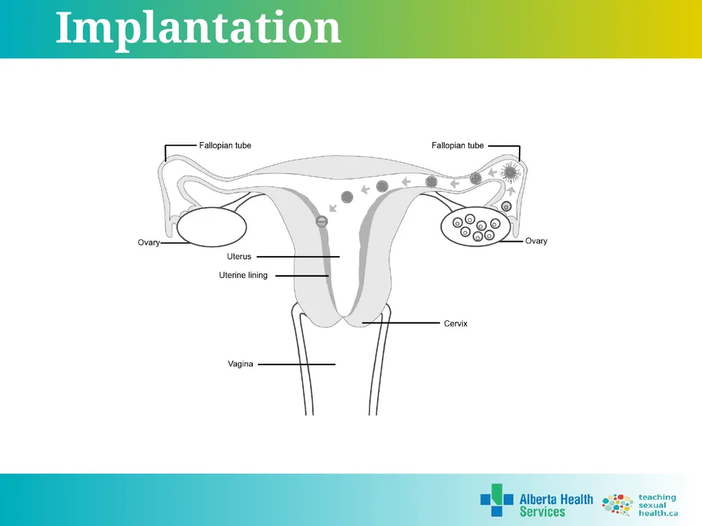 Grade 5 © 2022 Reproductive Systems External - slide 20 of 20
