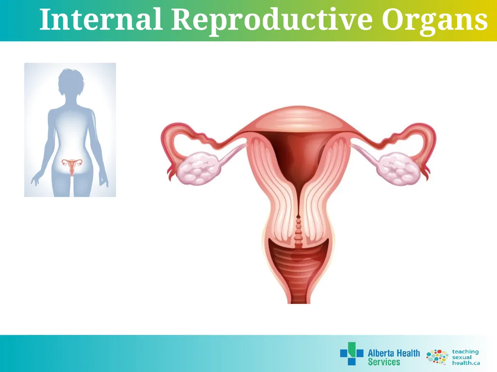 Grade 5 © 2022 Reproductive Systems External - slide 11 of 20