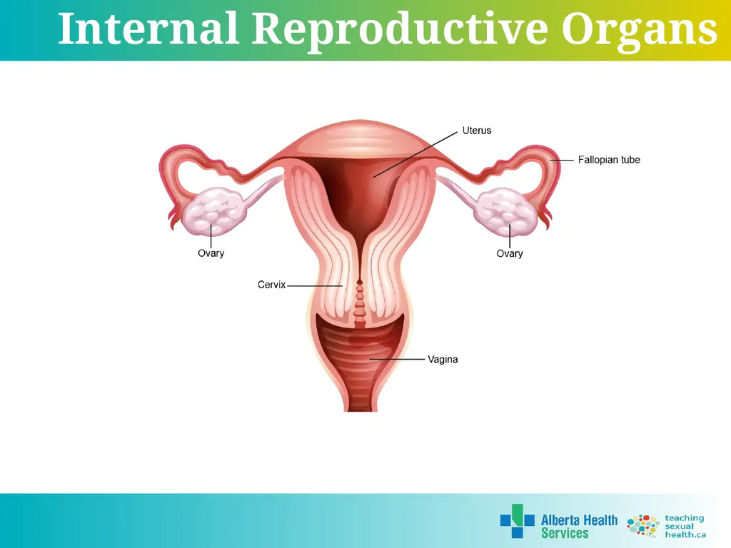 Grade 5 © 2022 Reproductive Systems External - slide 12 of 20