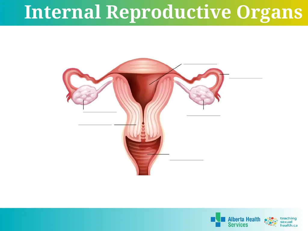 Grade 5 © 2022 Reproductive Systems External - slide 13 of 20