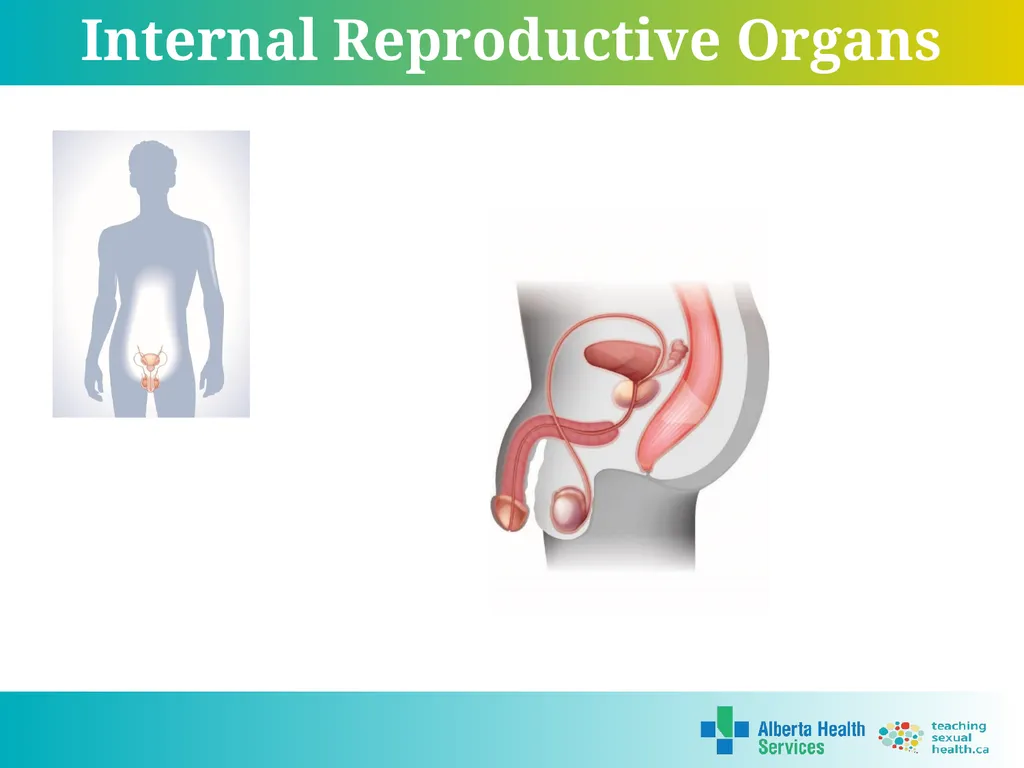 Grade 5 © 2022 Reproductive Systems External - slide 14 of 20
