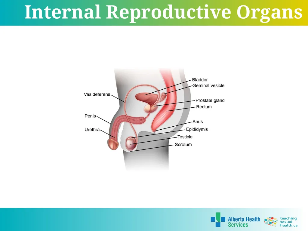 Grade 5 © 2022 Reproductive Systems External - slide 15 of 20