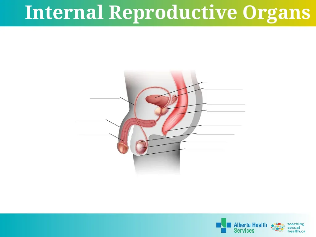 Grade 5 © 2022 Reproductive Systems External - slide 16 of 20