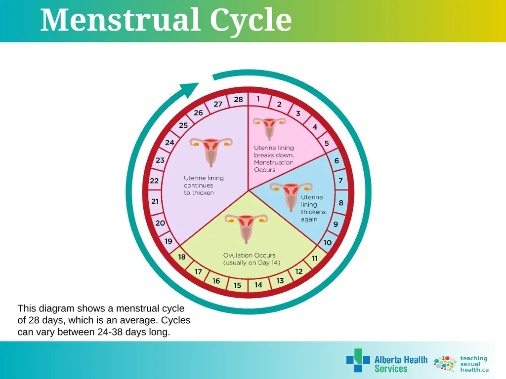 Grade 5 © 2022 Reproductive Systems External - slide 17 of 20