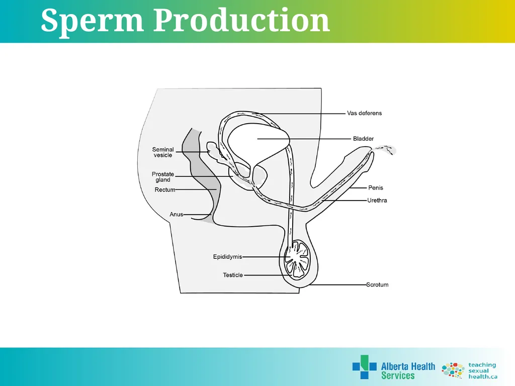 Grade 5 © 2022 Reproductive Systems External - slide 18 of 20