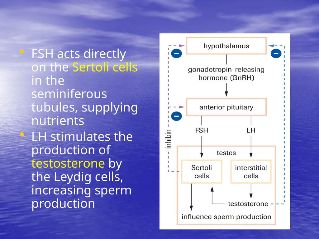 10.7 Reproductive Hormones Learning Goals To - slide 7 of 21