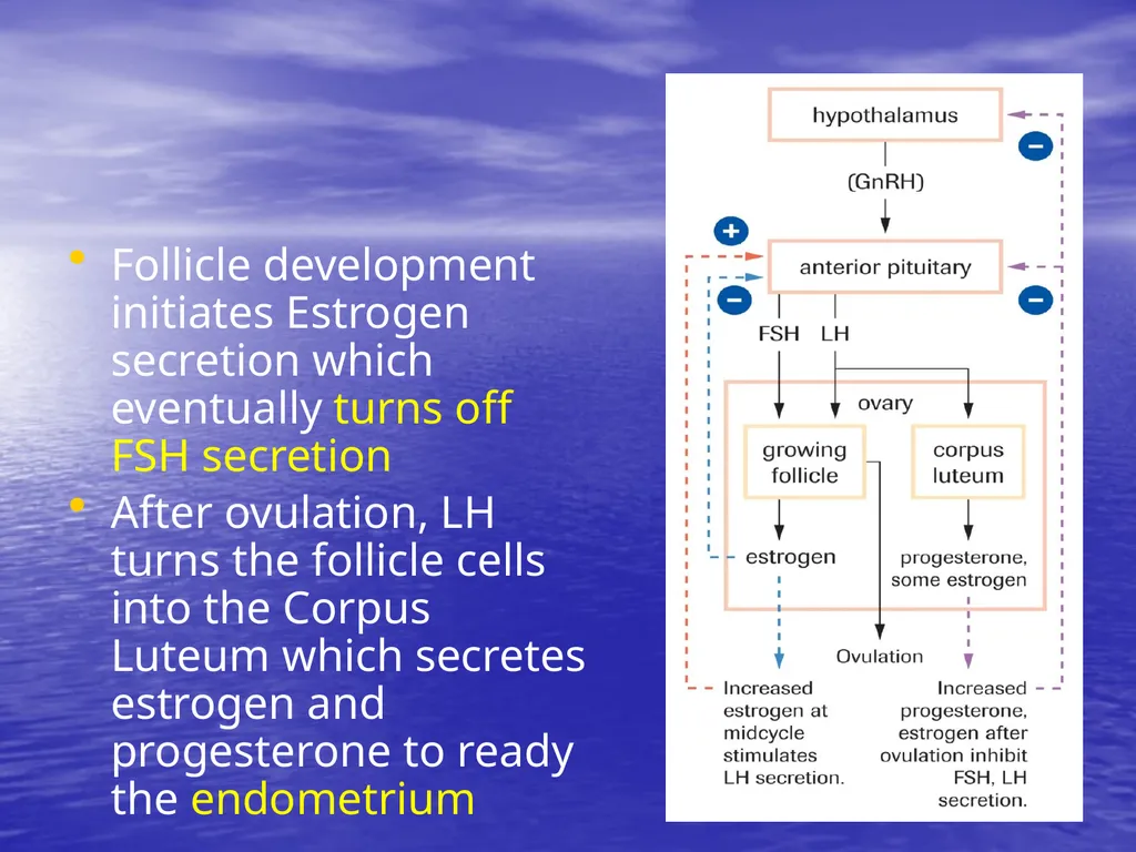 10.7 Reproductive Hormones Learning Goals To - slide 17 of 21