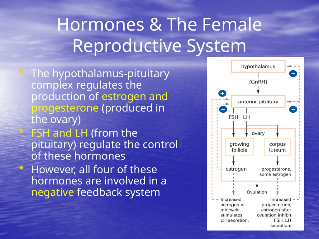 10.7 Reproductive Hormones Learning Goals To - slide 15 of 21