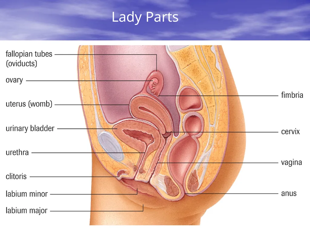 10.7 Reproductive Hormones Learning Goals To - slide 10 of 21