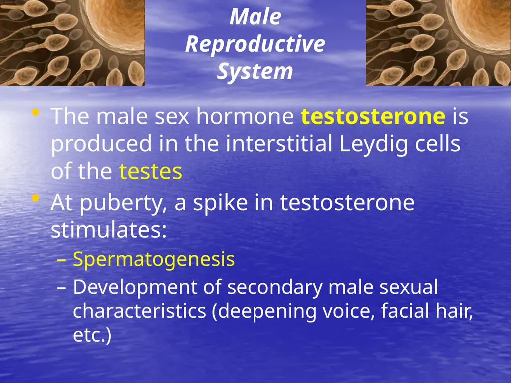 10.7 Reproductive Hormones Learning Goals To - slide 4 of 21
