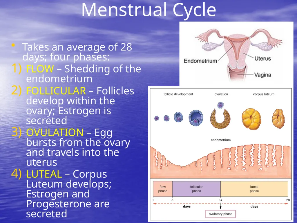 10.7 Reproductive Hormones Learning Goals To - slide 13 of 21