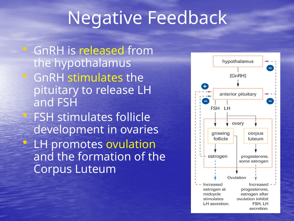 10.7 Reproductive Hormones Learning Goals To - slide 16 of 21