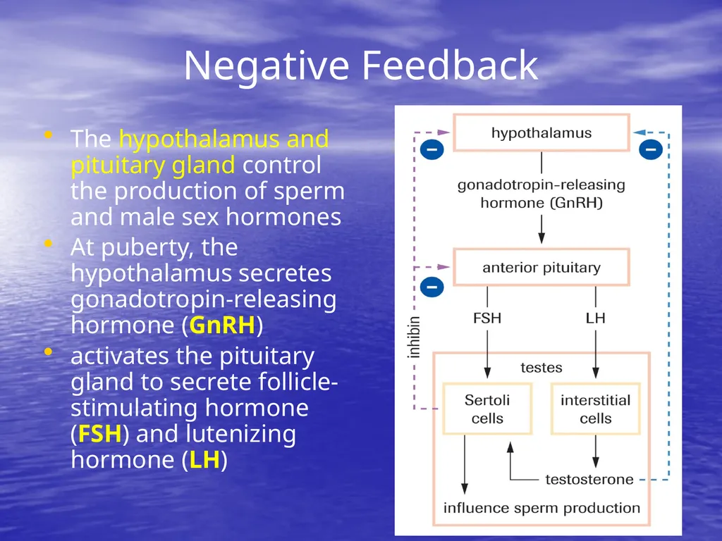 10.7 Reproductive Hormones Learning Goals To - slide 6 of 21