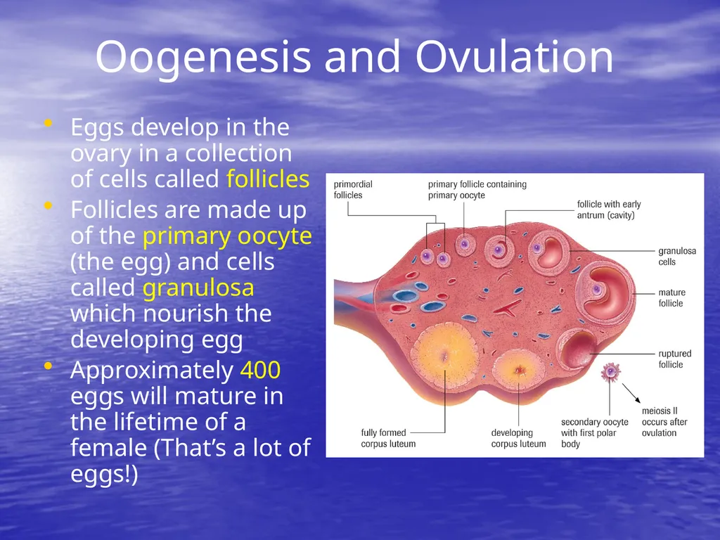 10.7 Reproductive Hormones Learning Goals To - slide 11 of 21