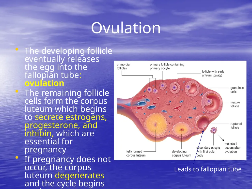 10.7 Reproductive Hormones Learning Goals To - slide 12 of 21