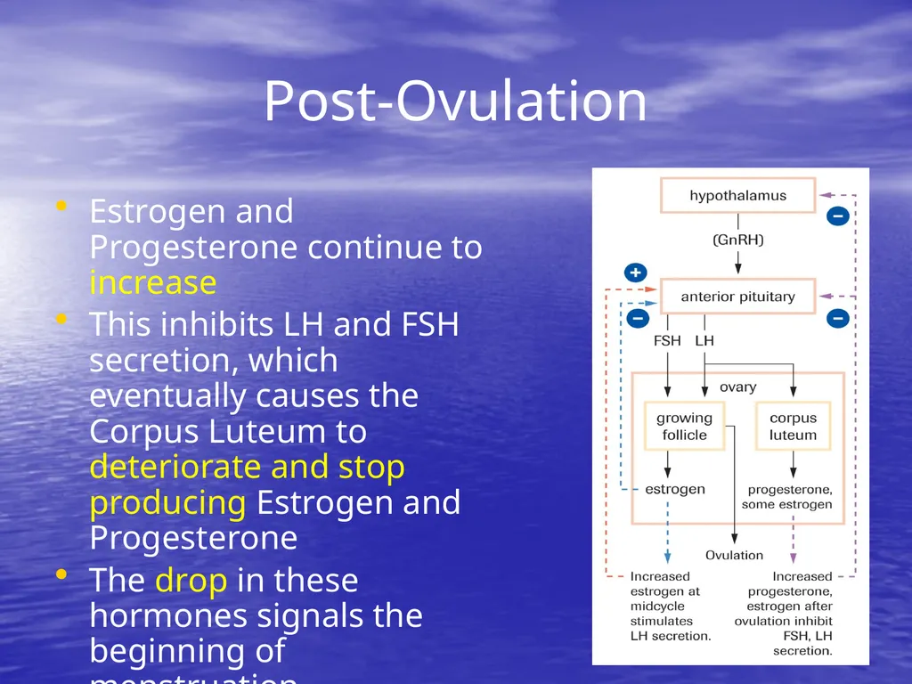 10.7 Reproductive Hormones Learning Goals To - slide 18 of 21