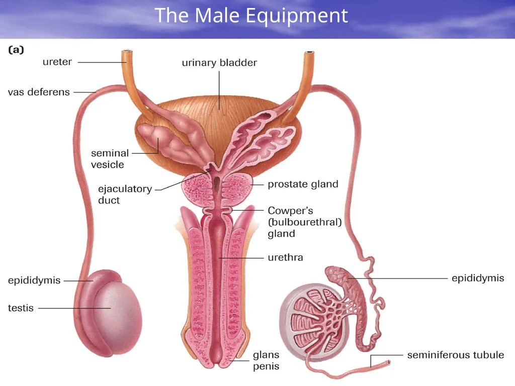 10.7 Reproductive Hormones Learning Goals To - slide 5 of 21
