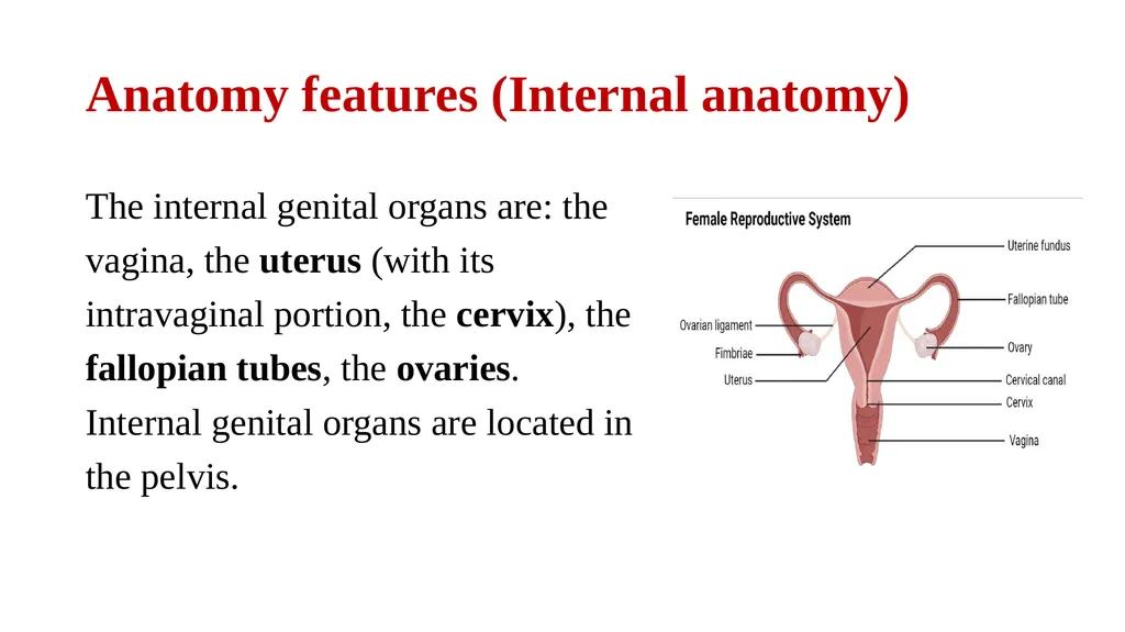 Bimanual pelvic examination Prepared by: Shaimaa - slide 5 of 22
