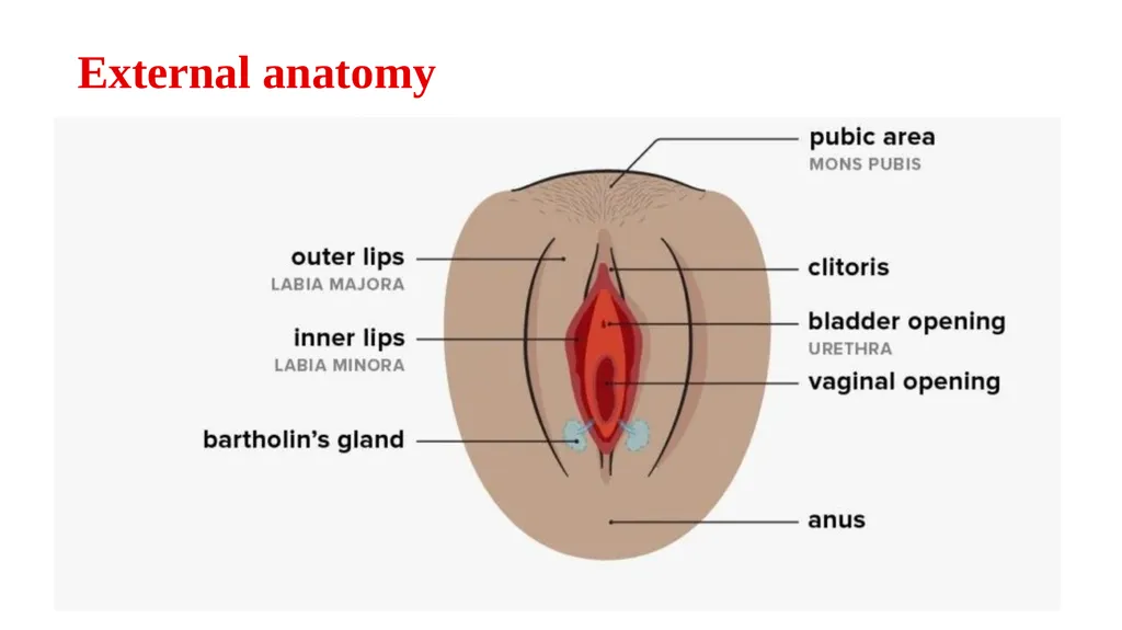 Bimanual pelvic examination Prepared by: Shaimaa - slide 6 of 22