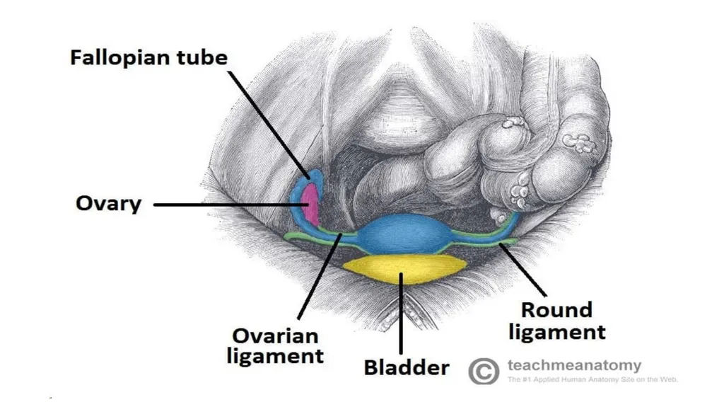 Bimanual pelvic examination Prepared by: Shaimaa - slide 8 of 22
