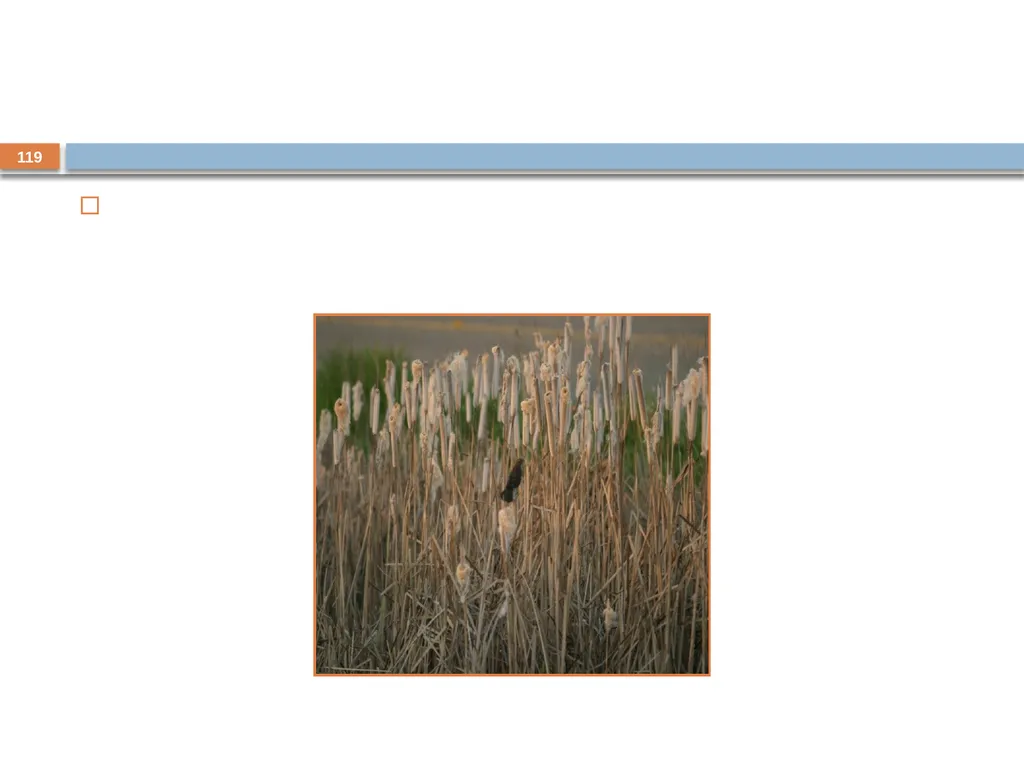 Developing and Writing Effective Documents - slide 119 of 193