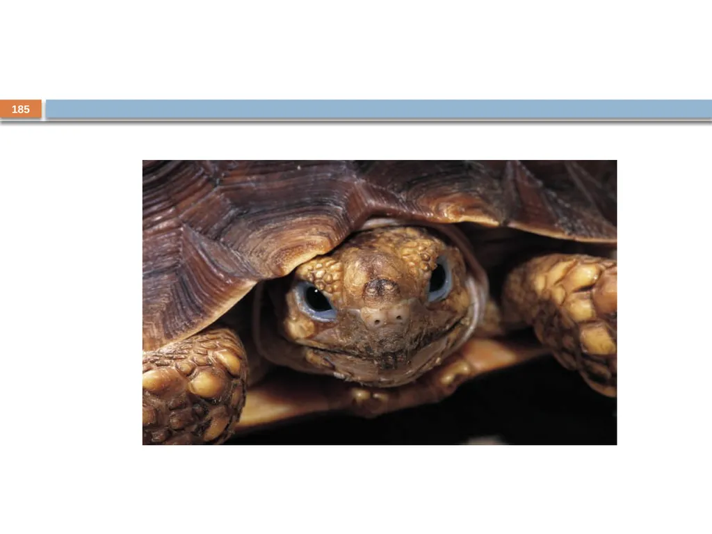 Developing and Writing Effective Documents - slide 185 of 193