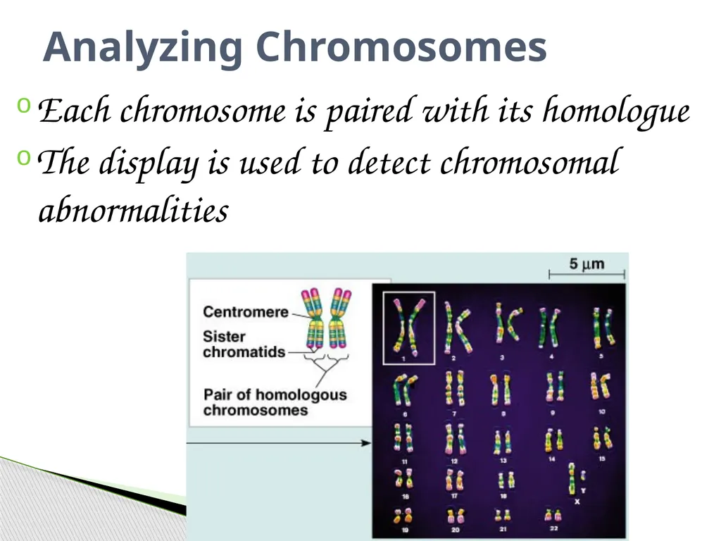 Analyzing Human Inheritance Pedigrees are graphic - slide 12 of 20