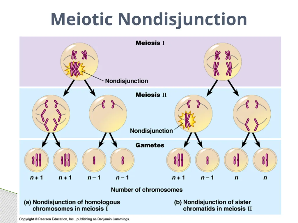 Analyzing Human Inheritance Pedigrees are graphic - slide 14 of 20
