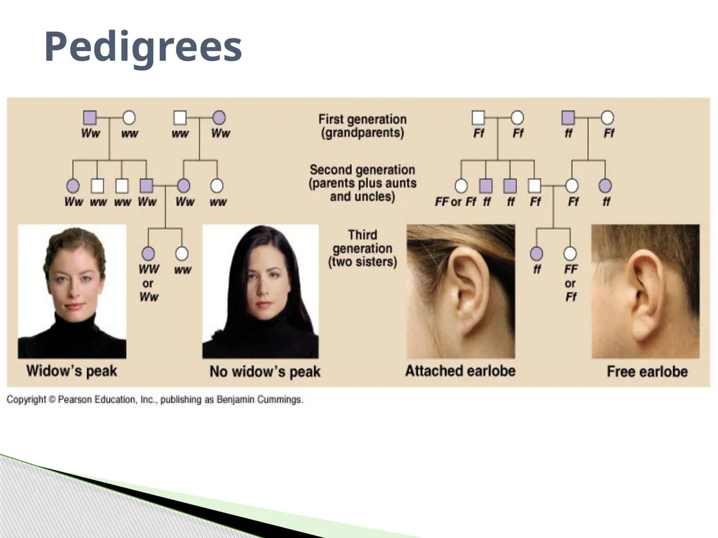 Analyzing Human Inheritance Pedigrees are graphic - slide 3 of 20