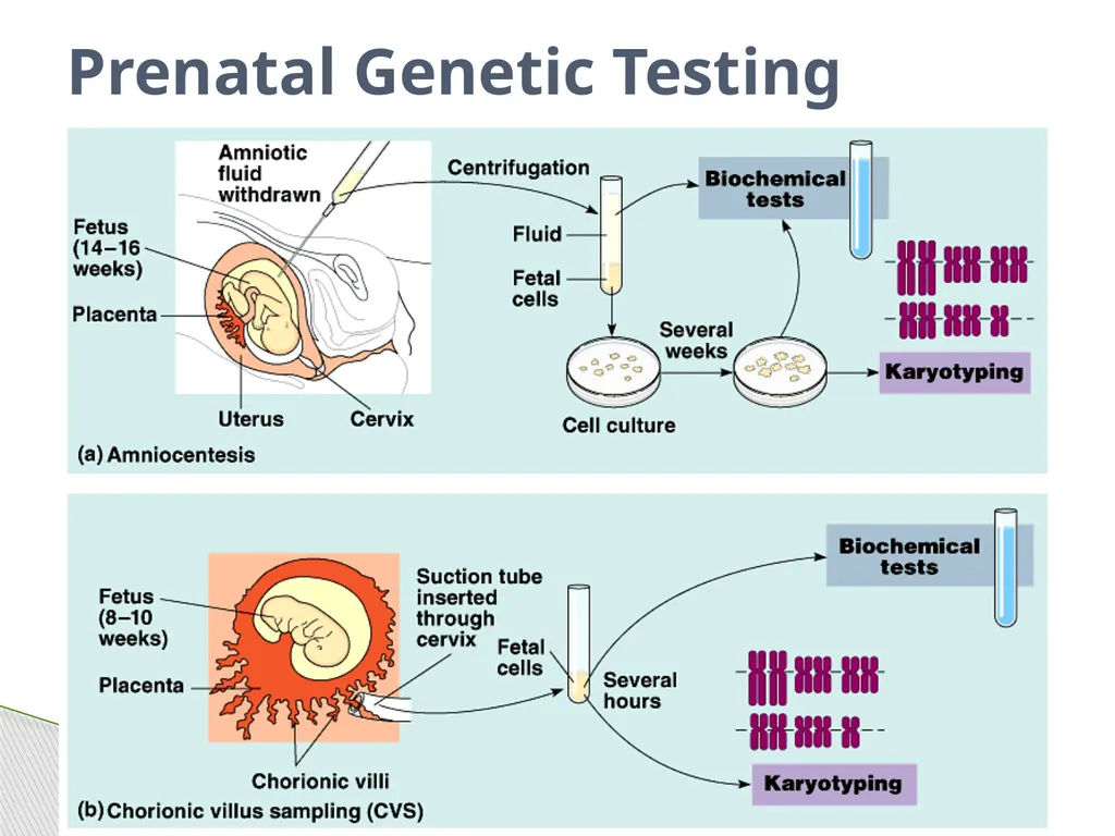 Analyzing Human Inheritance Pedigrees are graphic - slide 20 of 20