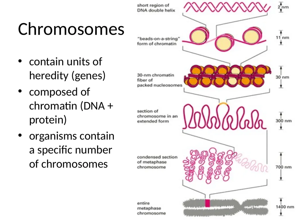 Chromosomal Aberrations Chromosomes contain units - slide 2 of 21