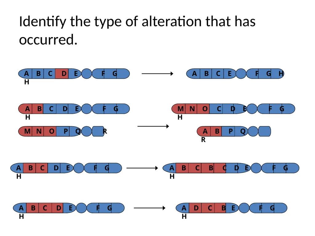 Chromosomal Aberrations Chromosomes contain units - slide 5 of 21