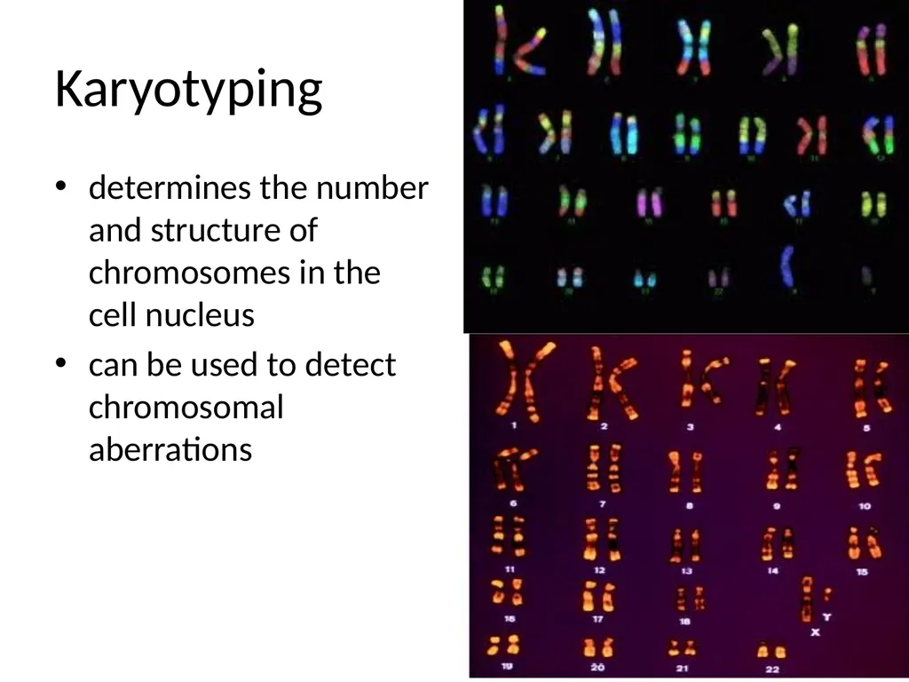 Chromosomal Aberrations Chromosomes contain units - slide 3 of 21