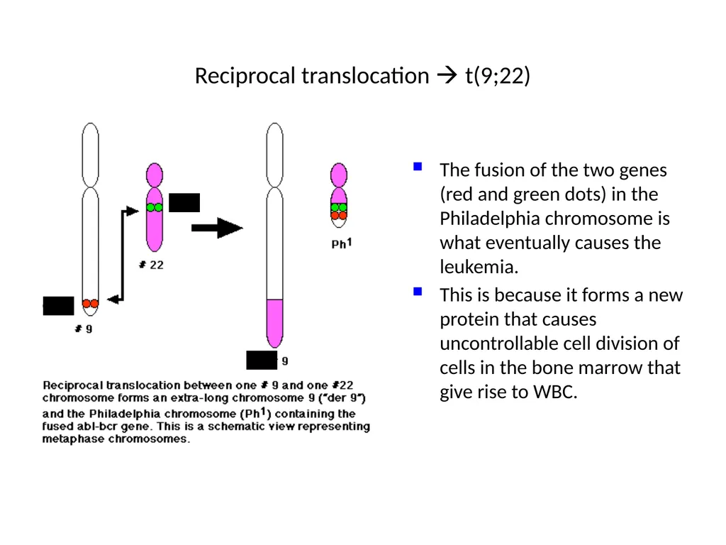 Chromosomal Aberrations Chromosomes contain units - slide 19 of 21
