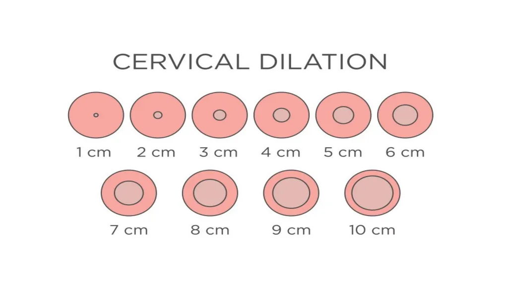 Normal Labour Introduction The usual duration of - slide 28 of 39