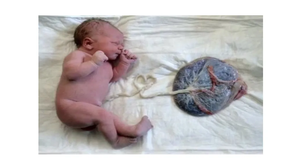 Normal Labour Introduction The usual duration of - slide 35 of 39