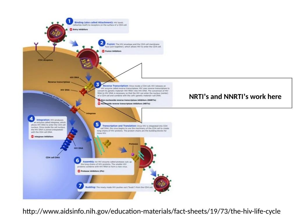 PrEP: HIV Pre-exposure Prophylaxis Katherine Marx, - slide 7 of 36