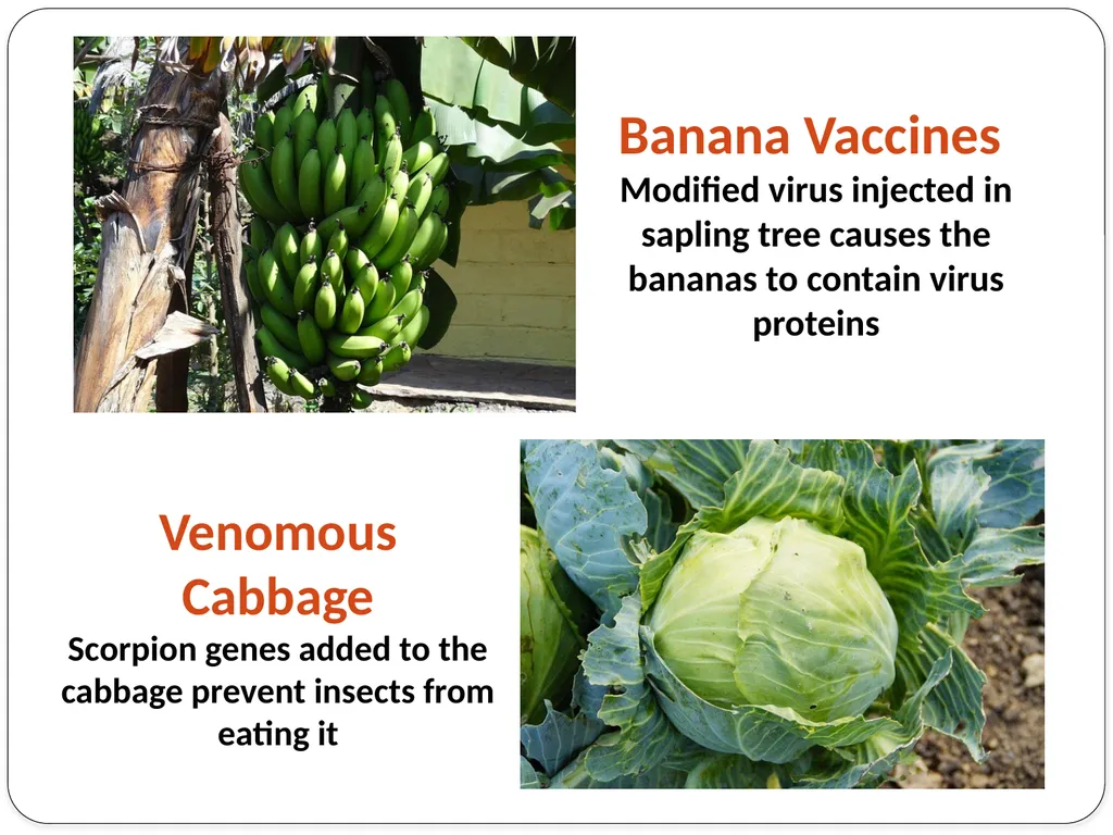 Genetic Engineering What is the difference between - slide 9 of 16