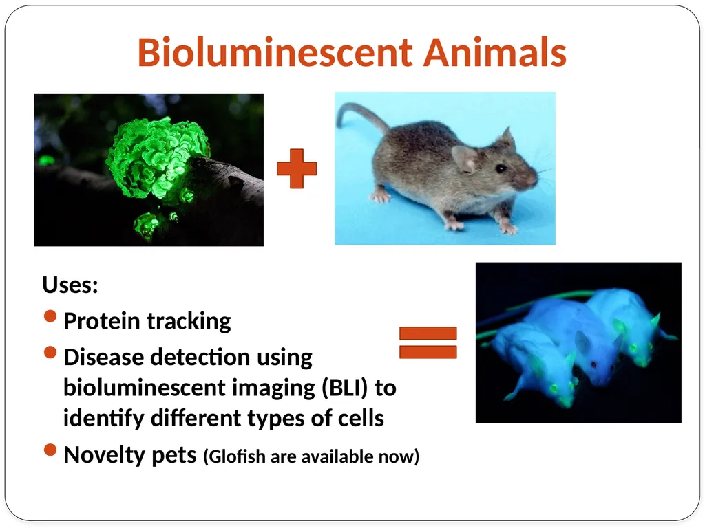 Genetic Engineering What is the difference between - slide 12 of 16