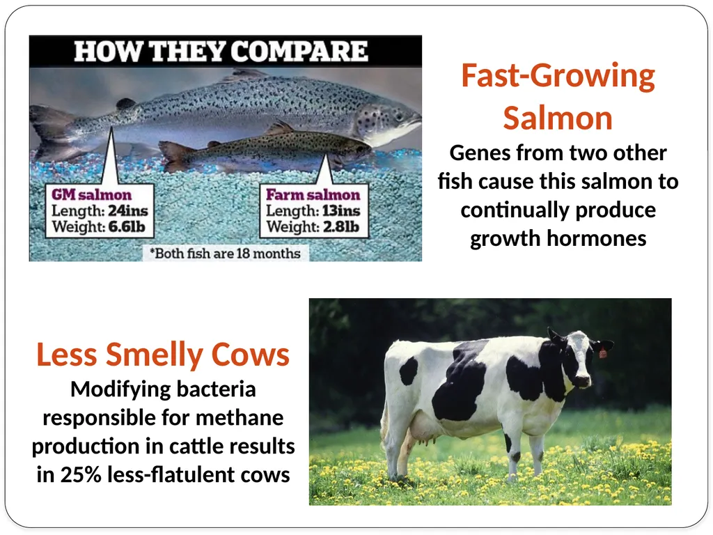 Genetic Engineering What is the difference between - slide 13 of 16