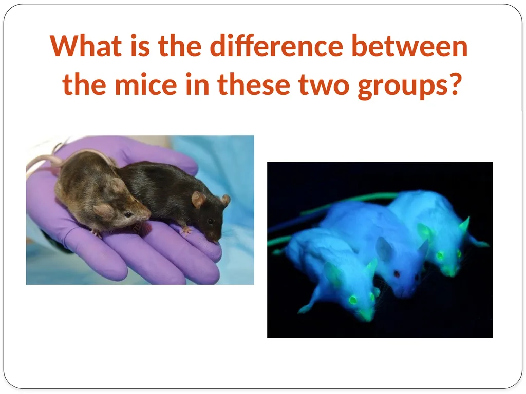 Genetic Engineering What is the difference between - slide 2 of 16