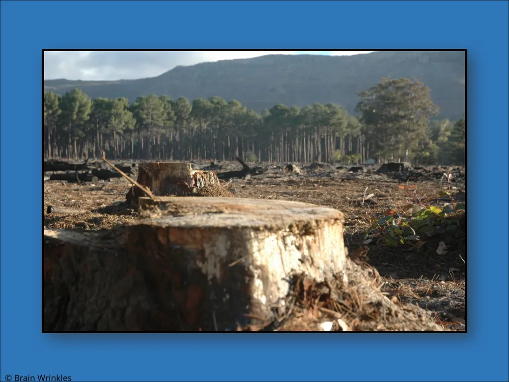 STANDARDS: SS7G2 Explain environmental issues - slide 27 of 62