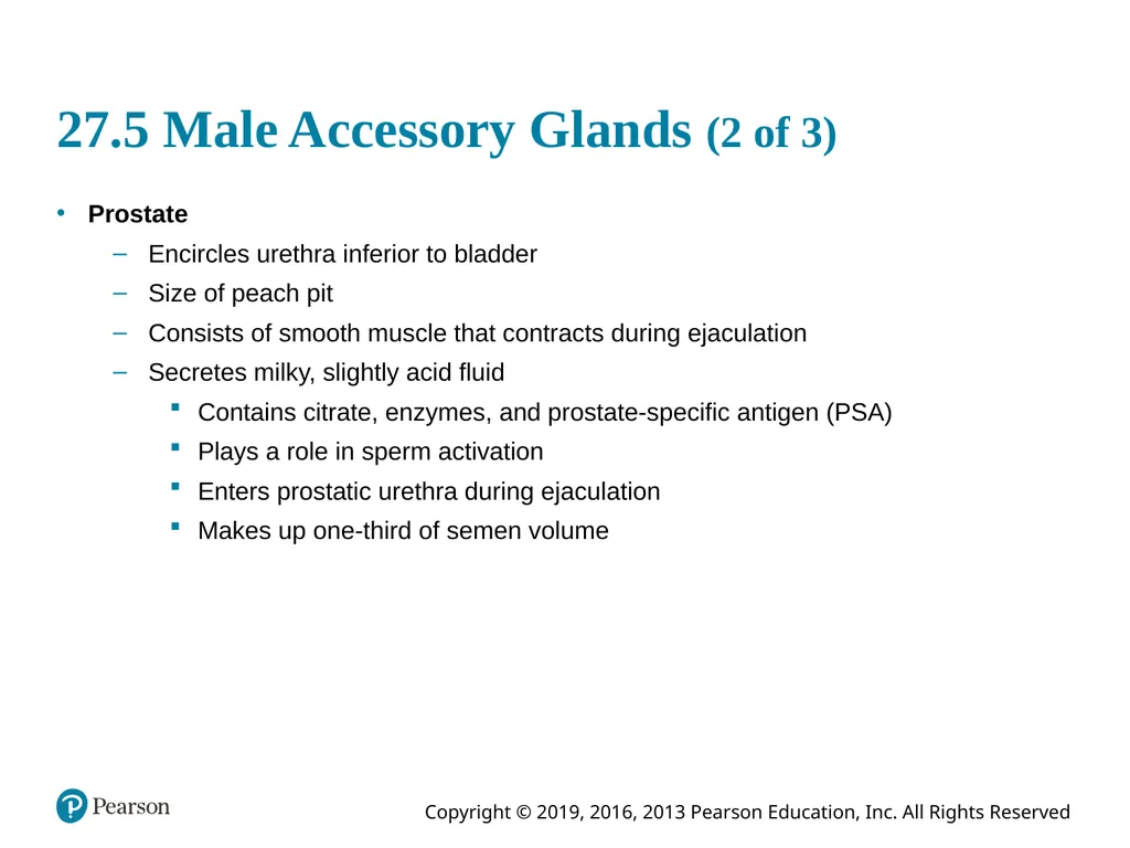 Human Anatomy and Physiology Eleventh Edition - slide 64 of 108